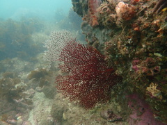 Melithaea zimmeri
