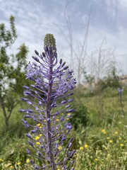 Scilla hyacinthoides