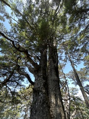 Tsuga chinensis