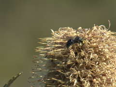 Hylaeus alcyoneus