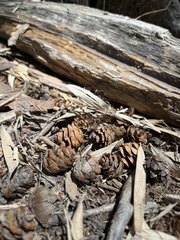 Tsuga chinensis