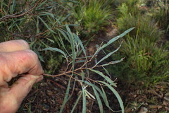 Eucalyptus pulchella