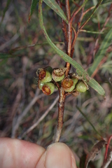 Eucalyptus pulchella