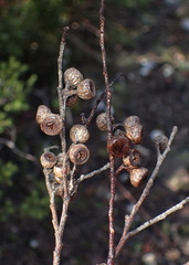 Eucalyptus pulchella