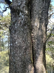 Tsuga chinensis