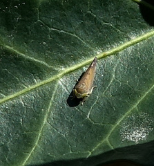 Synophropsis