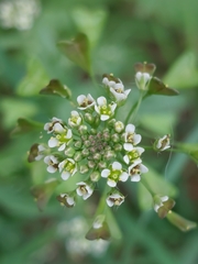 Capsella bursa-pastoris