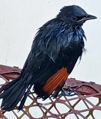 Red-Winged Starling photo 6