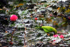 Chloropsis aurifrons