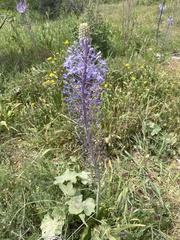 Scilla hyacinthoides