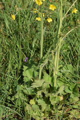 Ranunculus velutinus