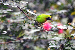 Chloropsis aurifrons