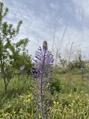 Scilla hyacinthoides