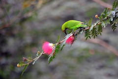 Chloropsis aurifrons