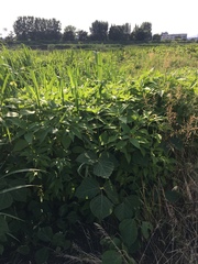 Pueraria montana lobata