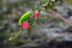 Chloropsis aurifrons