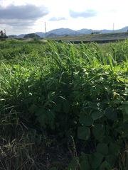 Pueraria montana lobata