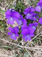 Viola calcarata
