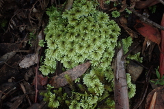 Hypopterygium didictyon