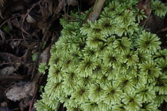 Hypopterygium didictyon