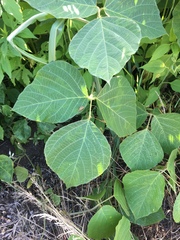 Pueraria montana lobata