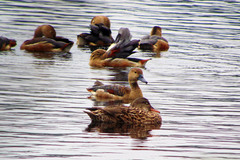 Dendrocygna javanica