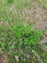 Artemisia pauciflora