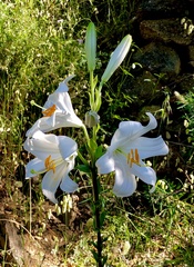 Lilium candidum