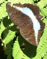 Tanaecia calliphorus
