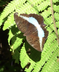 Tanaecia calliphorus