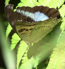 Tanaecia calliphorus