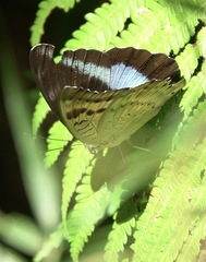 Tanaecia calliphorus