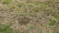 Talpa europaea