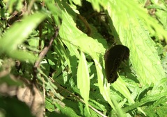 Mycalesis tagala
