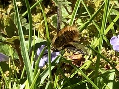 Bombylius major