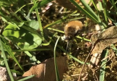 Bombylius major
