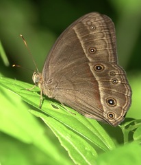 Mycalesis tagala