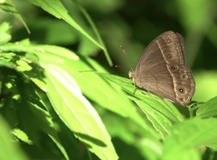 Mycalesis tagala