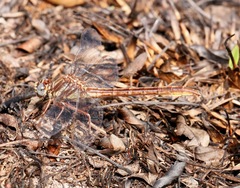 Phanogomphus cavillaris