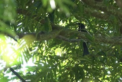 Dicrurus balicassius