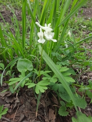 Corydalis caucasica