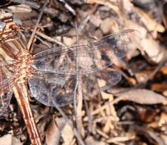 Phanogomphus cavillaris