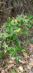 Chamaecytisus hirsutus