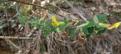 Chamaecytisus hirsutus