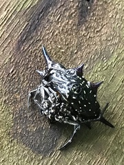 Gasteracantha doriae