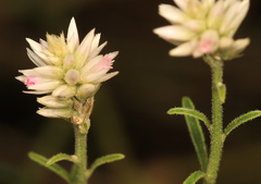 Hermbstaedtia odorata