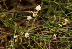 Hermbstaedtia odorata