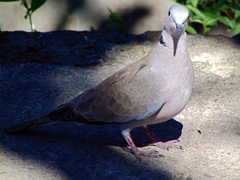 Streptopelia decaocto