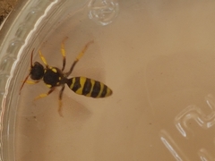 Nomada goodeniana