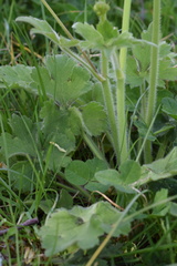 Ranunculus velutinus